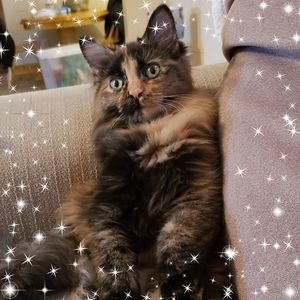 Meet your Posher, Glennda